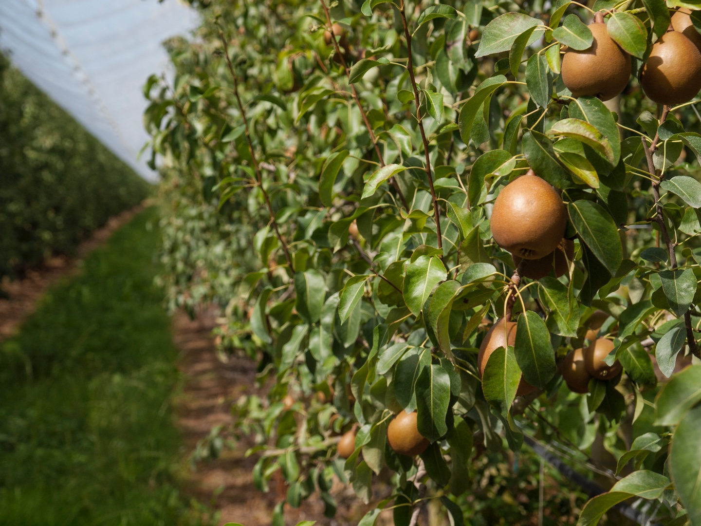 Poire : Angys se veut un produit nouveau, 100 % français et d'exception